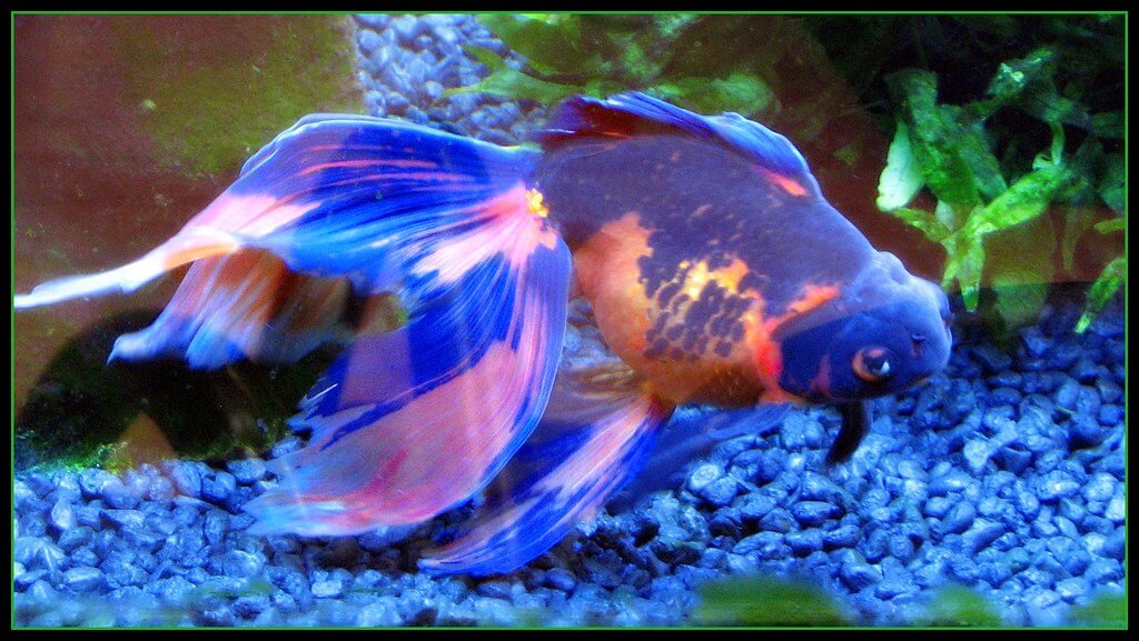 The Hidden Gem of Aquariums: Blue Goldfish and How to Care for Them