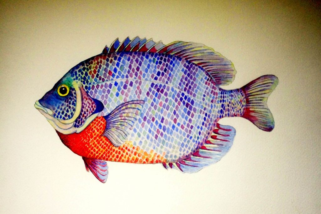 Can Bluegill Live with Goldfish? Discover the Compatibility and Benefits