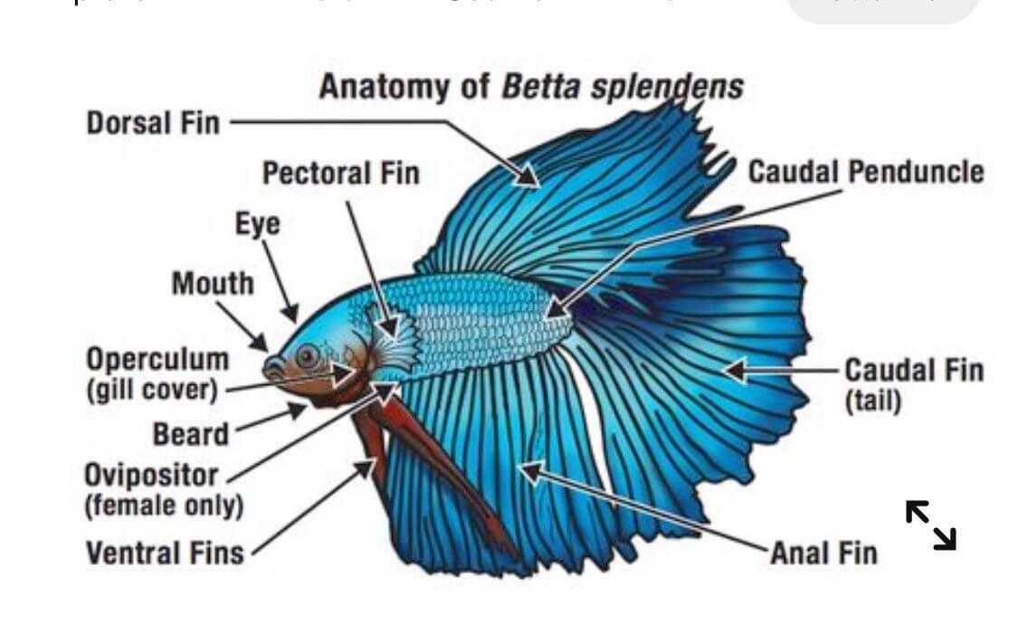 Will Betta Fish Kill Goldfish? Unveiling the Truth: The Reality of Aquarium Cohabitation
