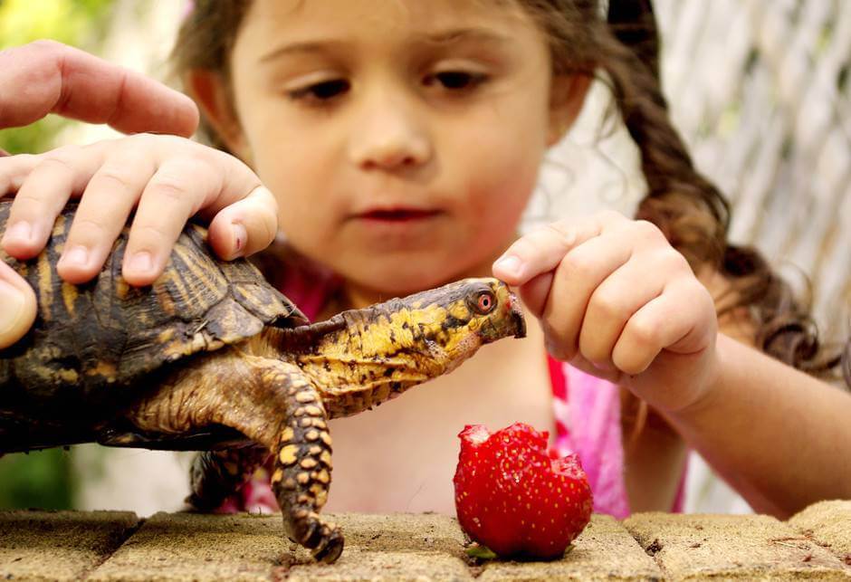 Do Turtles Eat Goldfish? Exploring the Facts and Myths.