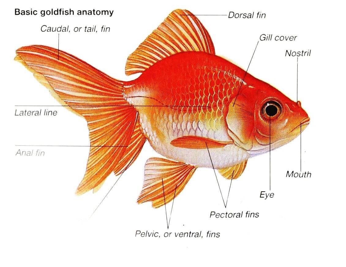 Goldfish Anatomy