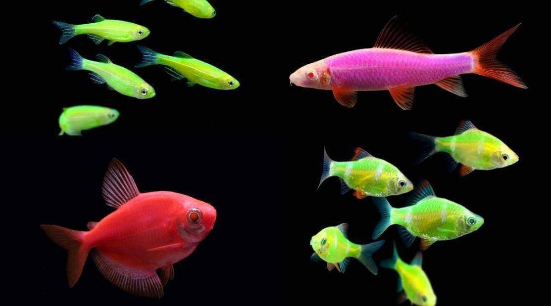 Can Glofish Live with Goldfish: The Art of Fish Keeping