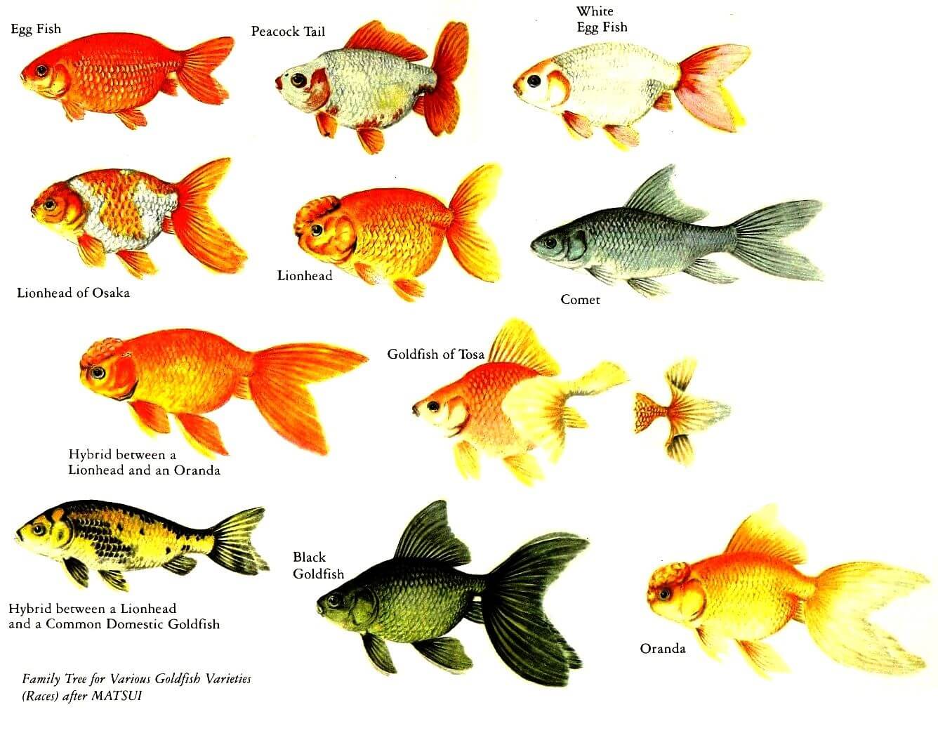 Unlocking the Secrets of Egg Fish Goldfish: An Essential Guide and What You Should Know