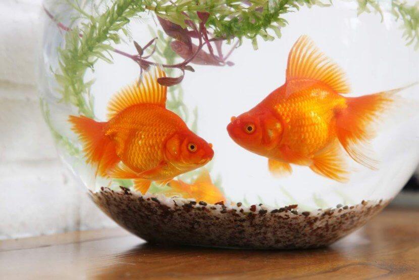 Tank with Goldfish