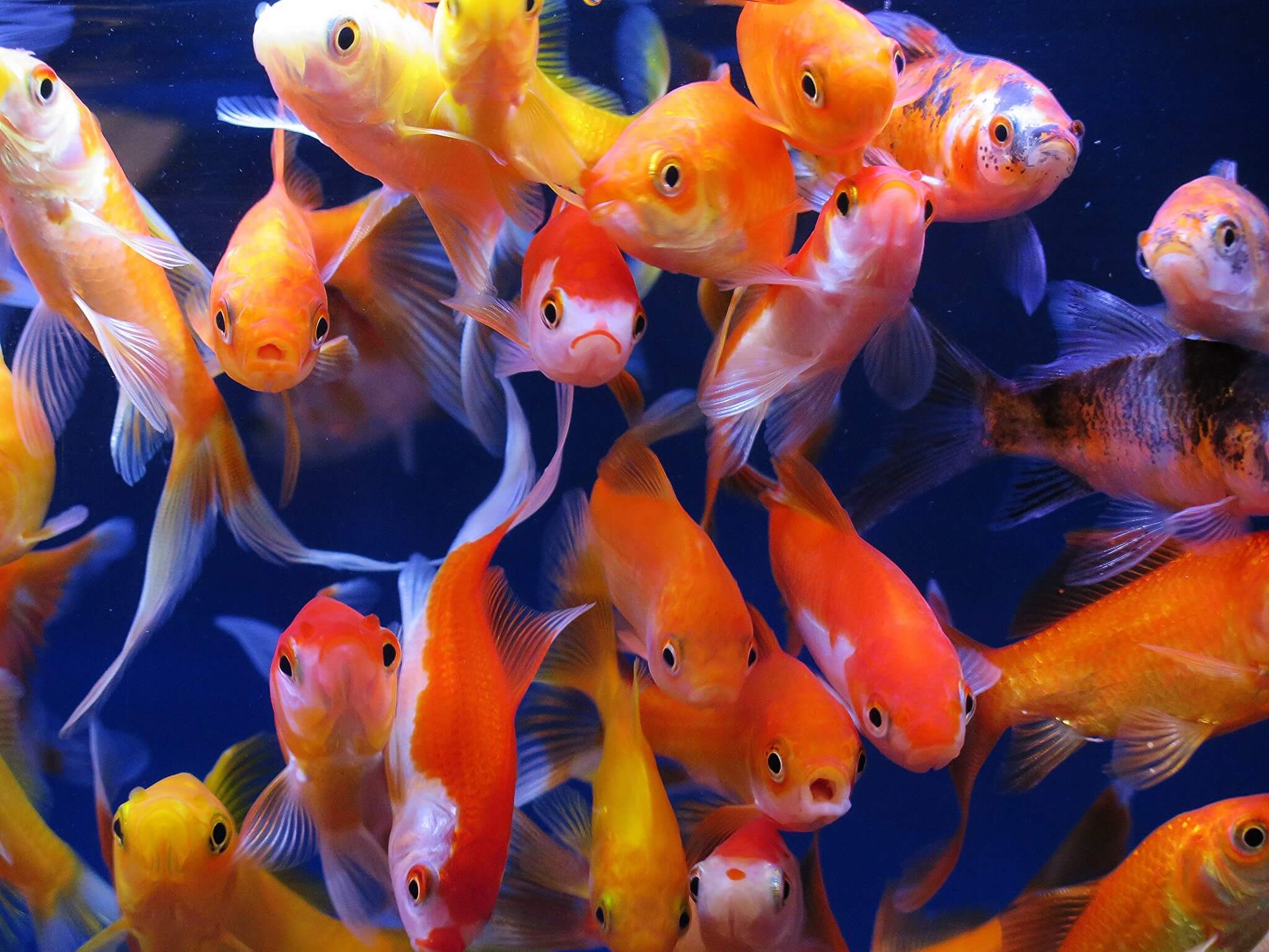Goldfish Fish Many