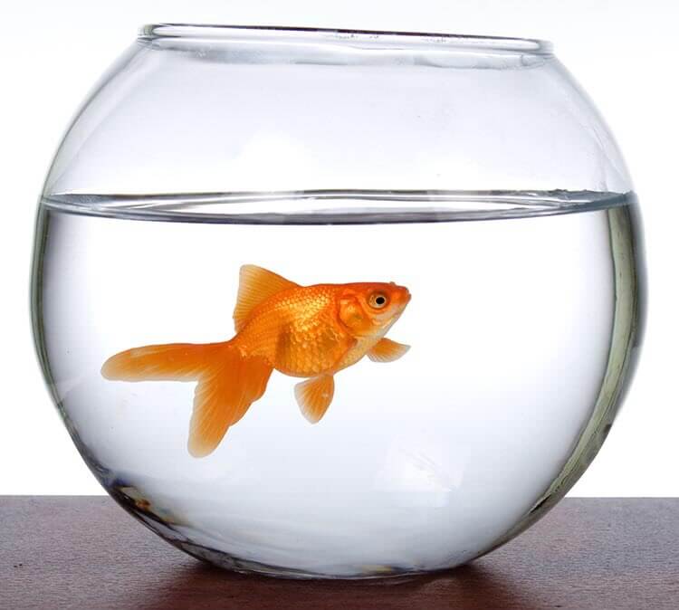 Tank for Goldfish