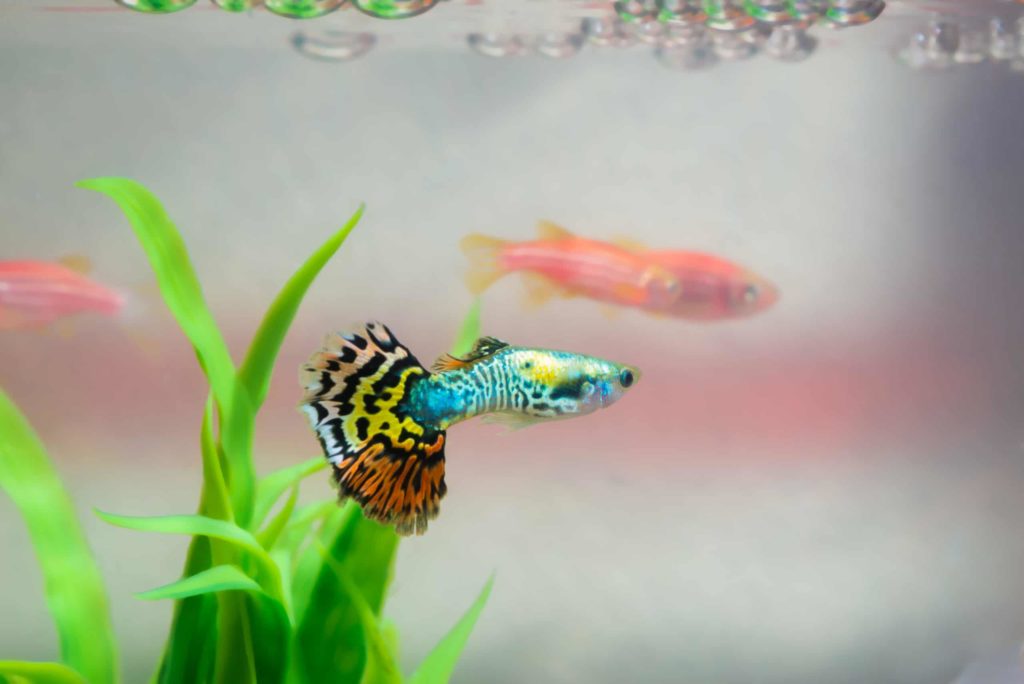 Can Guppies Eat Goldfish Food? Find Out Now!
