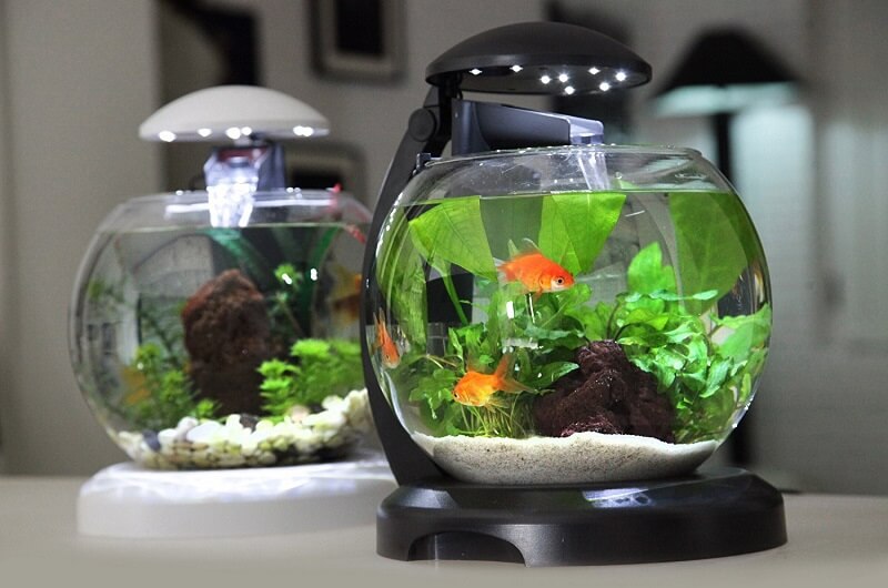 Aquarium for Goldfish