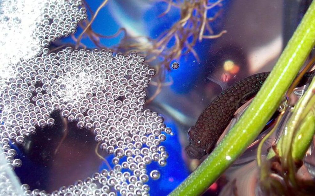 Unveiling the Mystery: Do Goldfish Make Bubble Nests? Discover the Truth