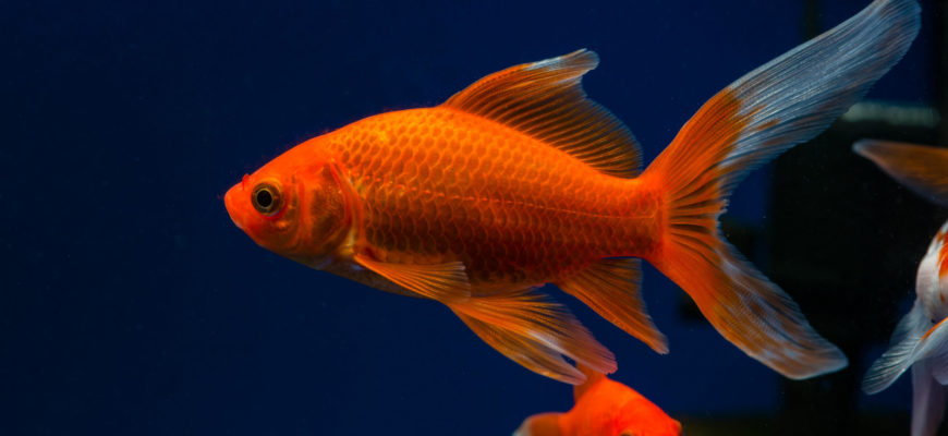 Comet Goldfish