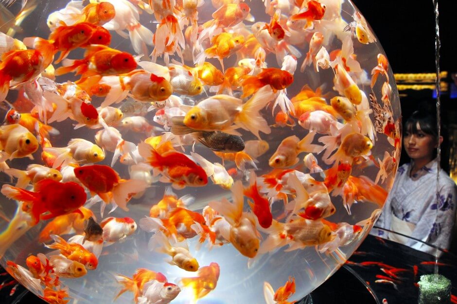 Goldfish in Tank