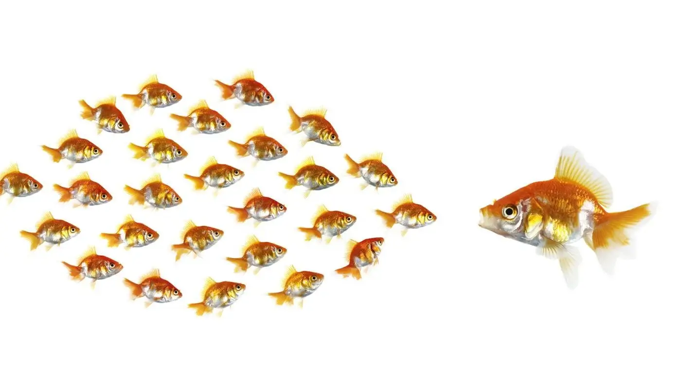 Do Goldfish Eat Other Fish