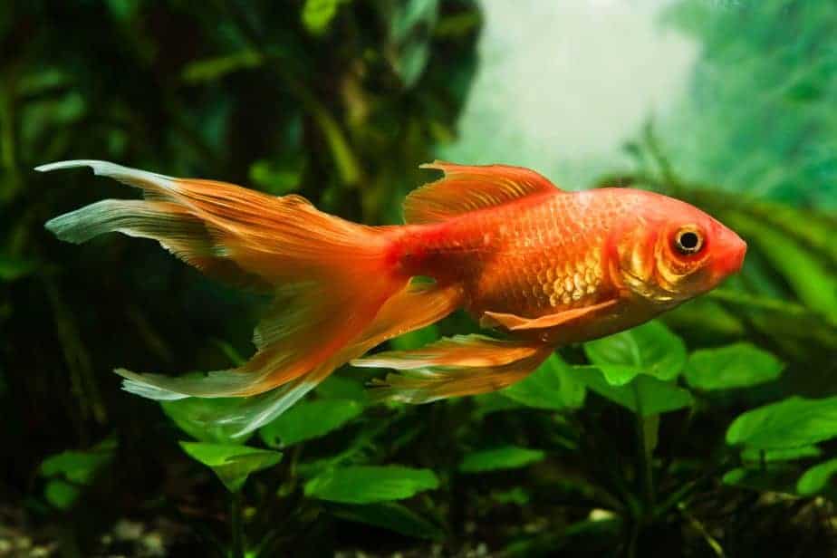 Diving into Darkness: Can Goldfish See in the Dark?