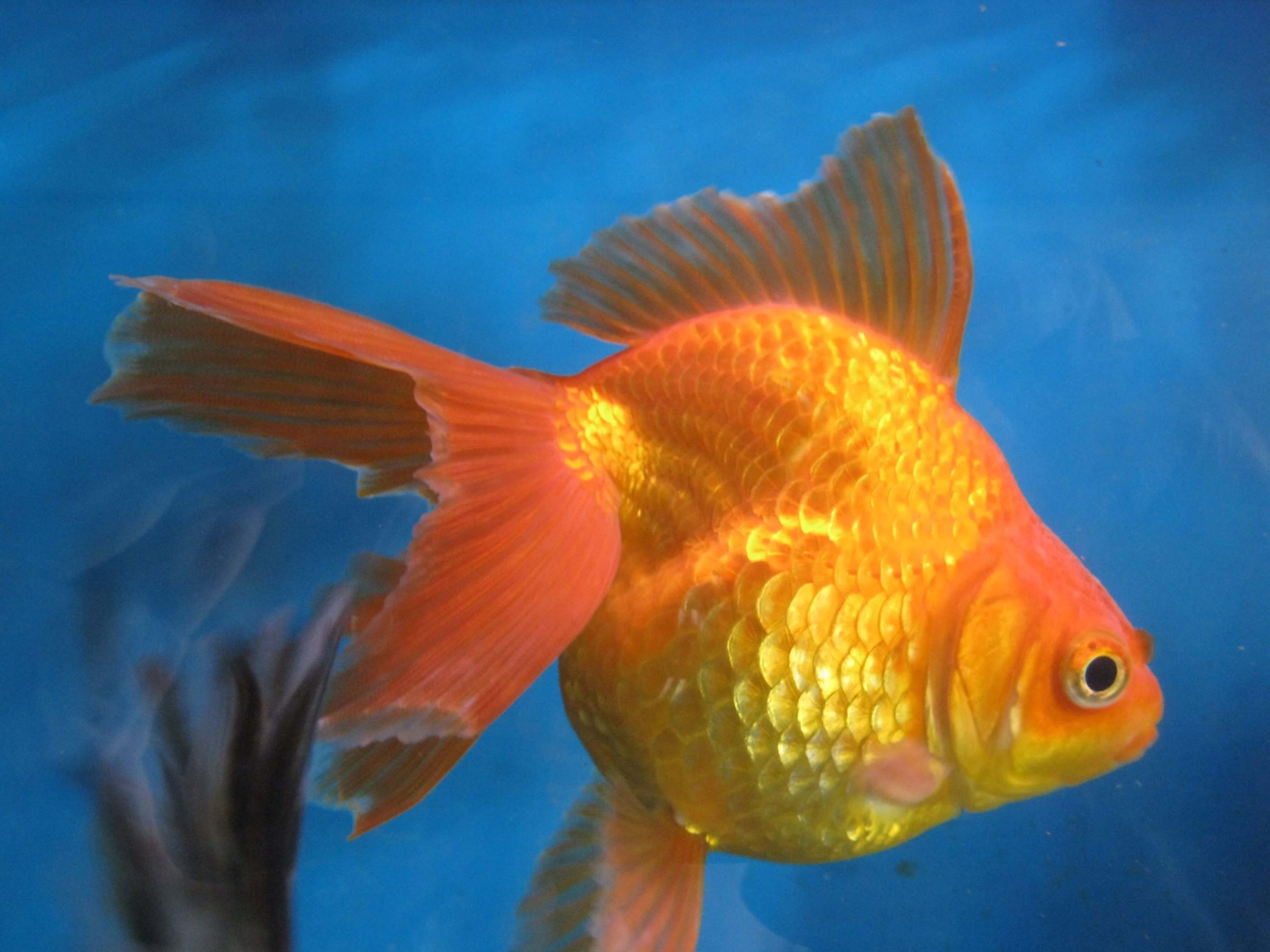 Goldfish in Water