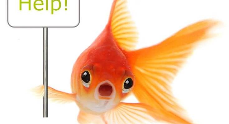 Goldfish Help