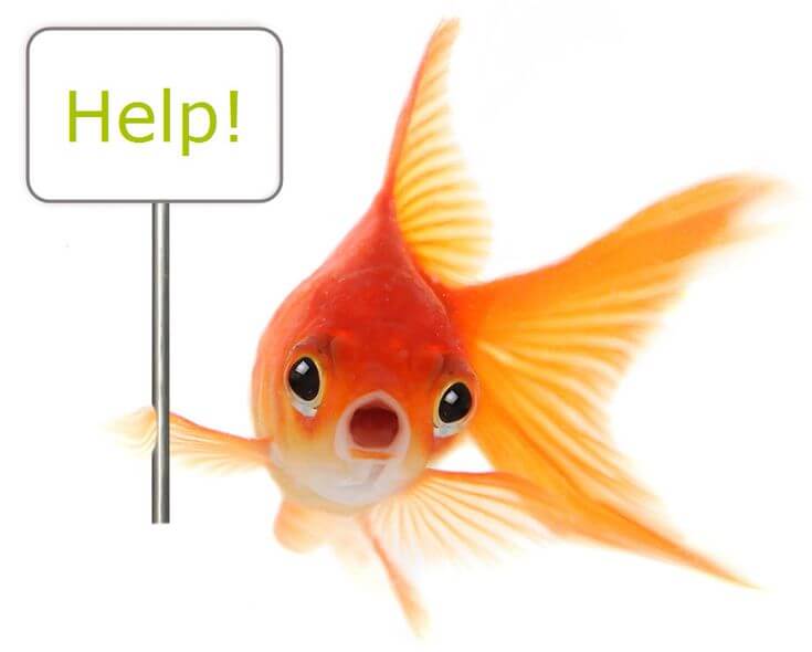 Goldfish Help