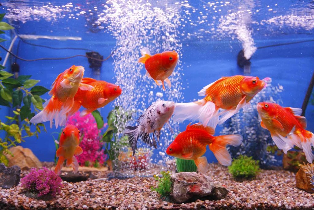 Insight into Goldfish Health: What Should the Poop Look Like ...