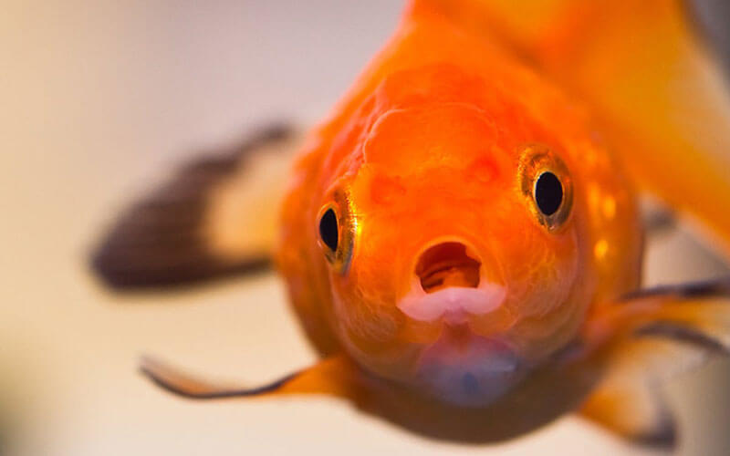 Can Guppies Eat Goldfish Food? Find Out Now!