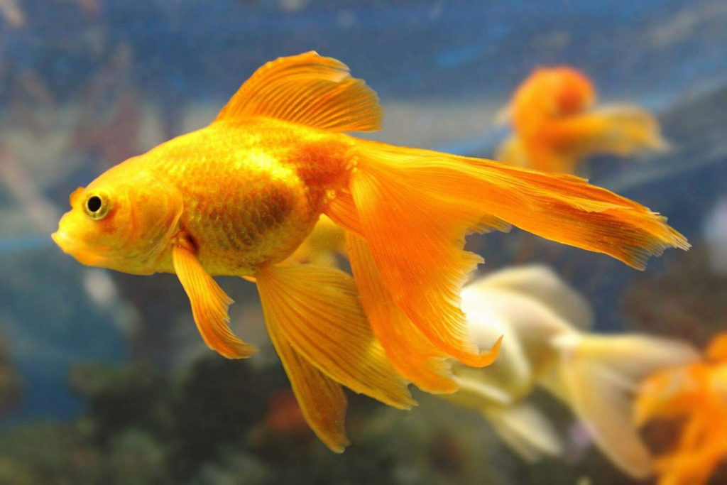 Master the Art of Catching Goldfish: Tips and Techniques