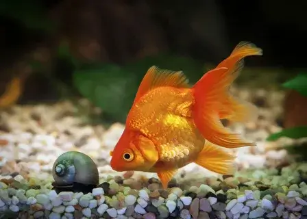 How to Identify Healthy Goldfish Poop: Key Features Explained. What do Goldfish Poop Look Like?