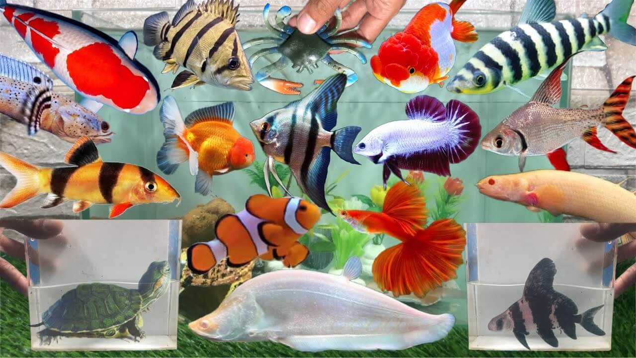 Types of Fish
