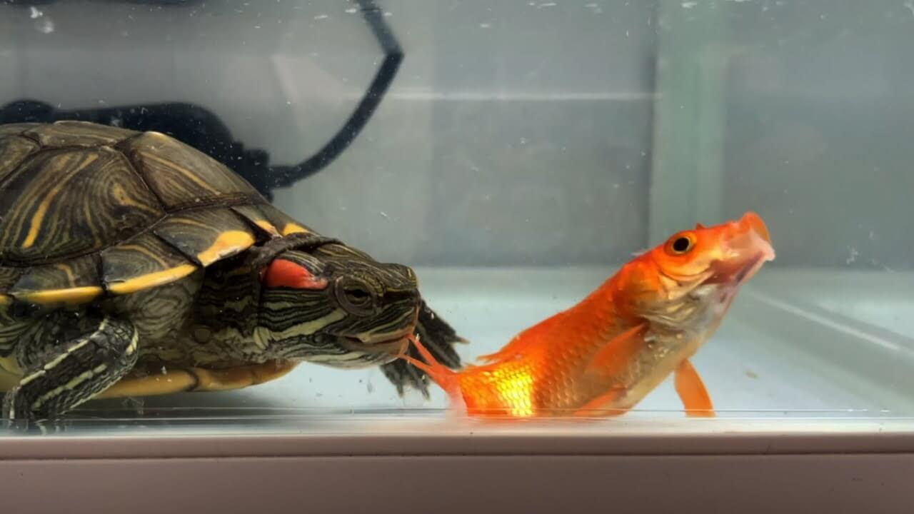 Do Turtles Eat Goldfish? Exploring the Facts and Myths.