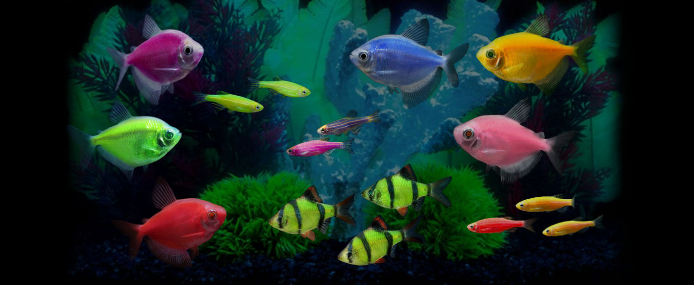 Can Glofish Live with Goldfish: The Art of Fish Keeping