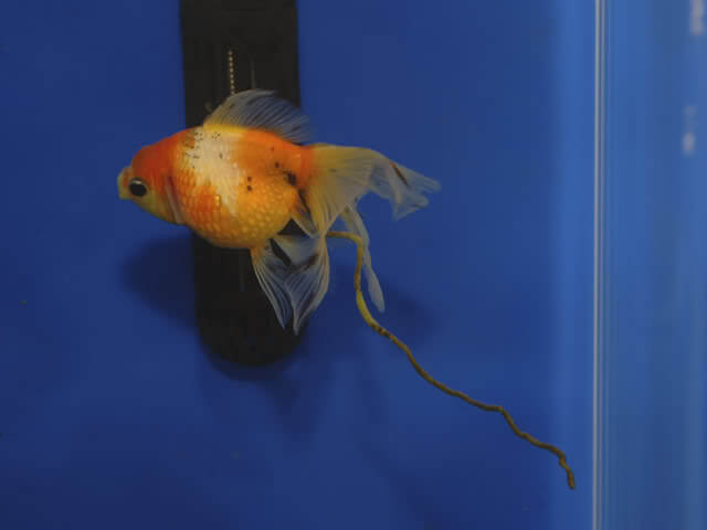 How to Identify Healthy Goldfish Poop: Key Features Explained. What do Goldfish Poop Look Like?