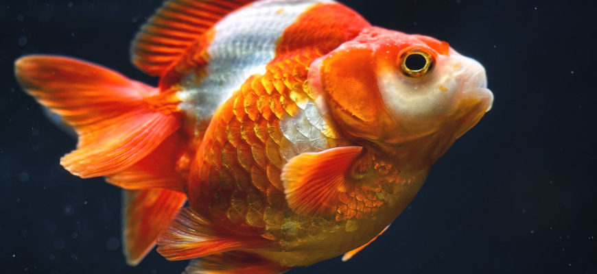 The Red White Ryukin Goldfish