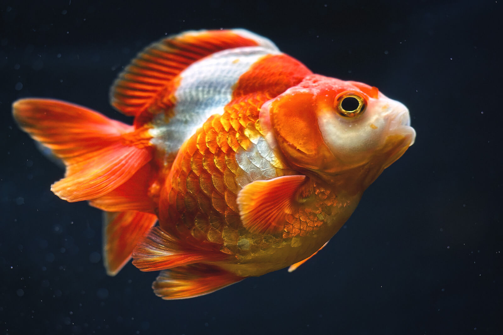 The Red White Ryukin Goldfish