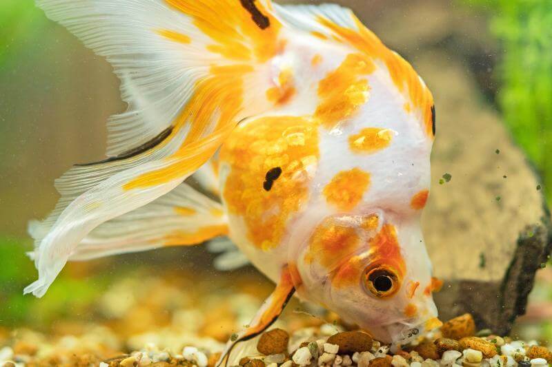 Can Goldfish Eat Brine Shrimp? Discover the Perfect Diet for Your Fish!