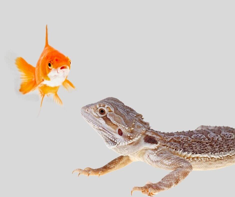Can Bearded Dragons Eat Goldfish? Discover the Surprising Truth!