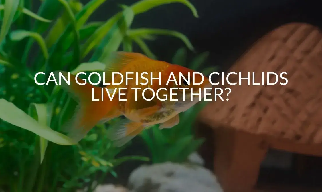 Can Cichlid Fish and Goldfish Coexist? Discover the Surprising Truth!