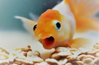 Can Goldfish Eat Oatmeal