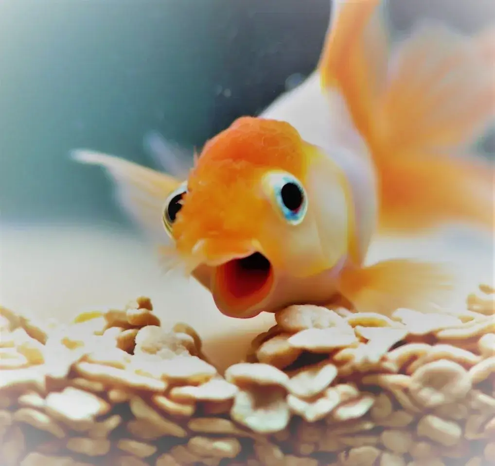 Discover if Goldfish Can Safely Enjoy Oatmeal in Their Diet