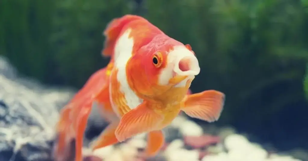 Can Goldfish Eat Cheese? Discover the Surprising Truth Here!
