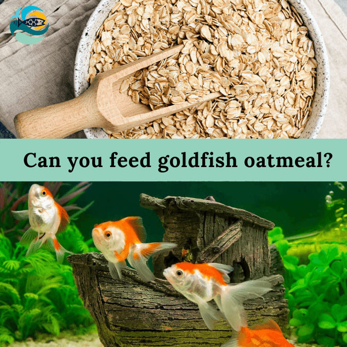 Discover if Goldfish Can Safely Enjoy Oatmeal in Their Diet