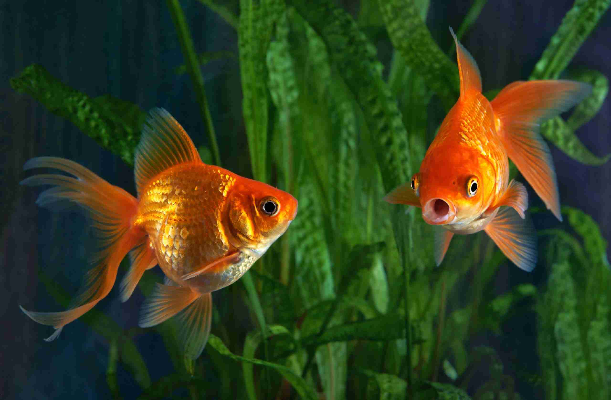 Can Goldfish Eat Cichlid Food? Discover the Surprising Answer Here!