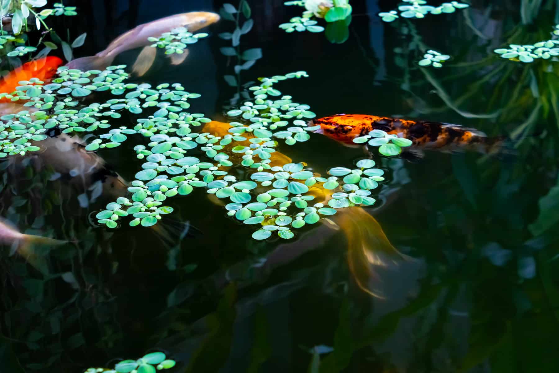 Can Goldfish Eat Duckweed? Discover the Surprising Truth Here!