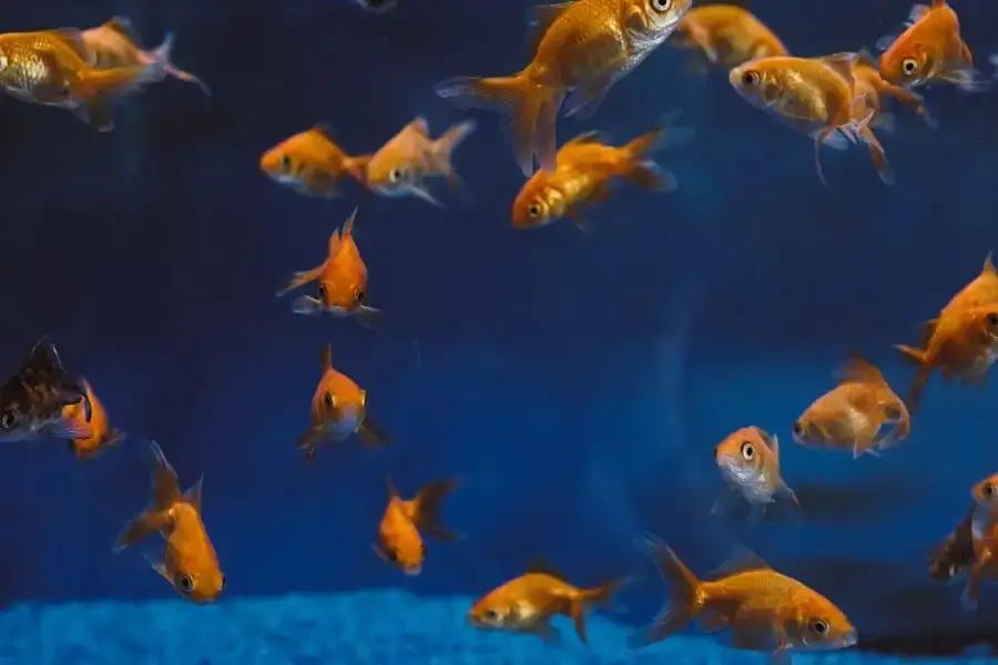 Catfish and Goldfish: Can They Coexist? Find Out Here!