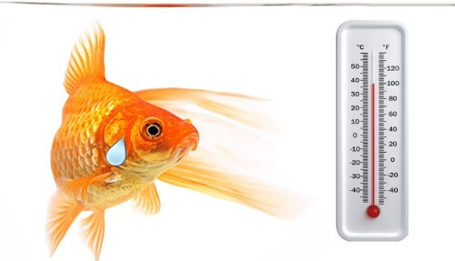 Can Cold Water Harm Goldfish? Discover the Truth Here!