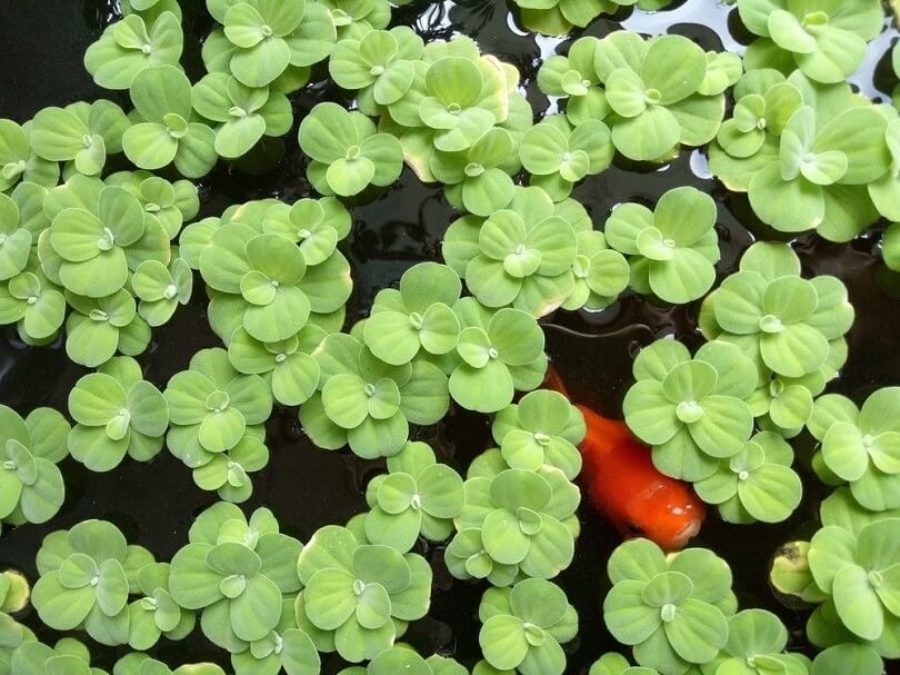 Can Goldfish Eat Duckweed? Discover the Surprising Truth Here!