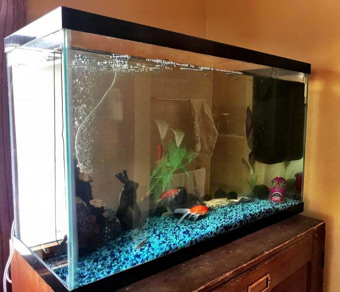 Aquarium with Fish