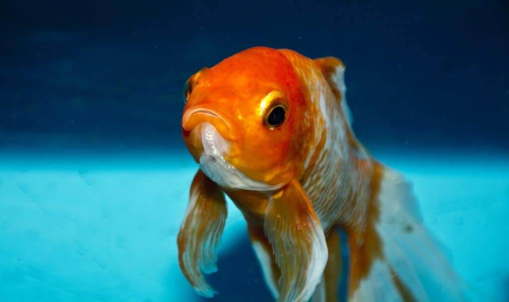 Goldfish in Water