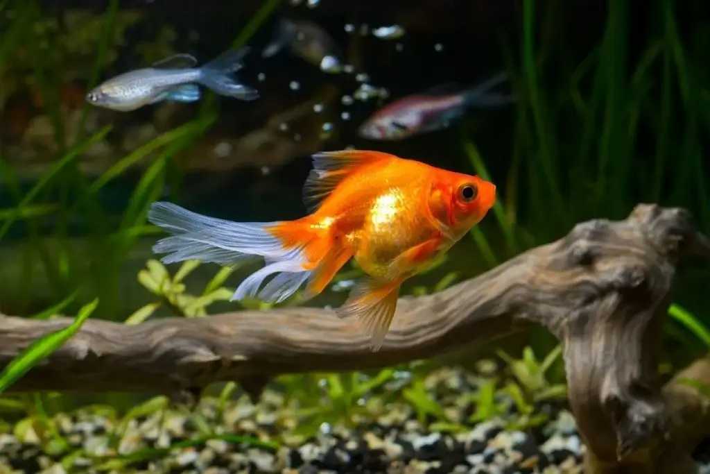 Can Goldfish Eat Brine Shrimp? Discover the Perfect Diet for Your Fish!