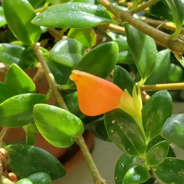 Easy Steps to Propagate Goldfish Plants: Expert Tips & Techniques