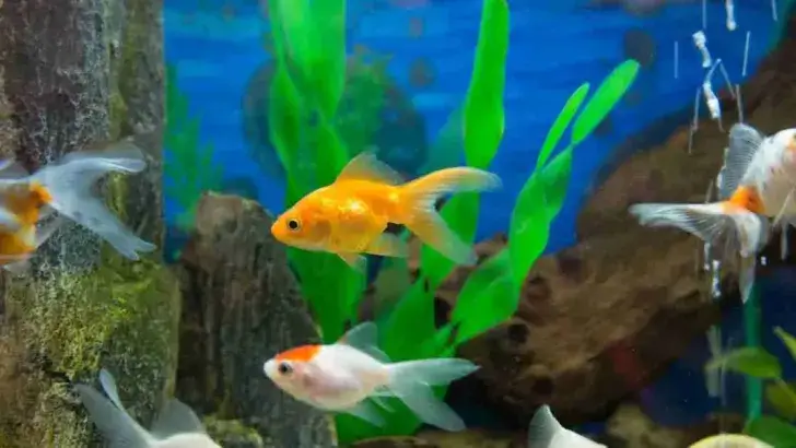Discover if Goldfish Can Safely Enjoy Rice in Their Diet