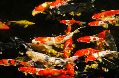 Do Goldfish Hibernate? Discover the Surprising Truth About Their Winter Behavior