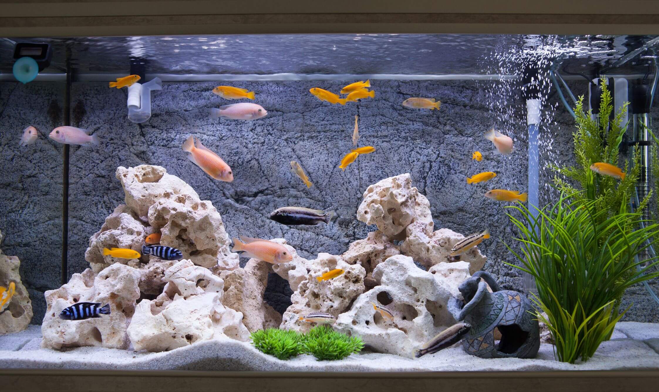 Aquarium with Goldfish