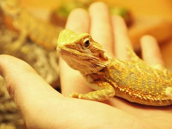 Can Bearded Dragons Eat Goldfish? Discover the Surprising Truth!